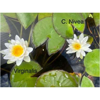 Virginalis vs Caroliniana Nivea