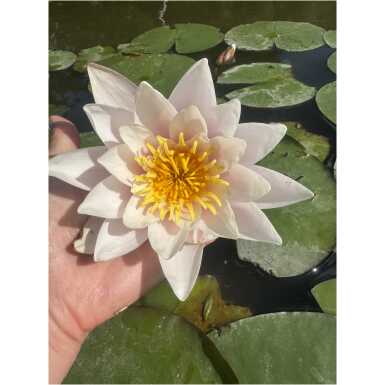 Vesiroos Marliacea Carnea