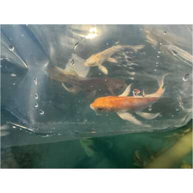 Butterfly koi karp