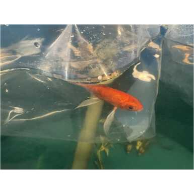 Butterfly koi karp