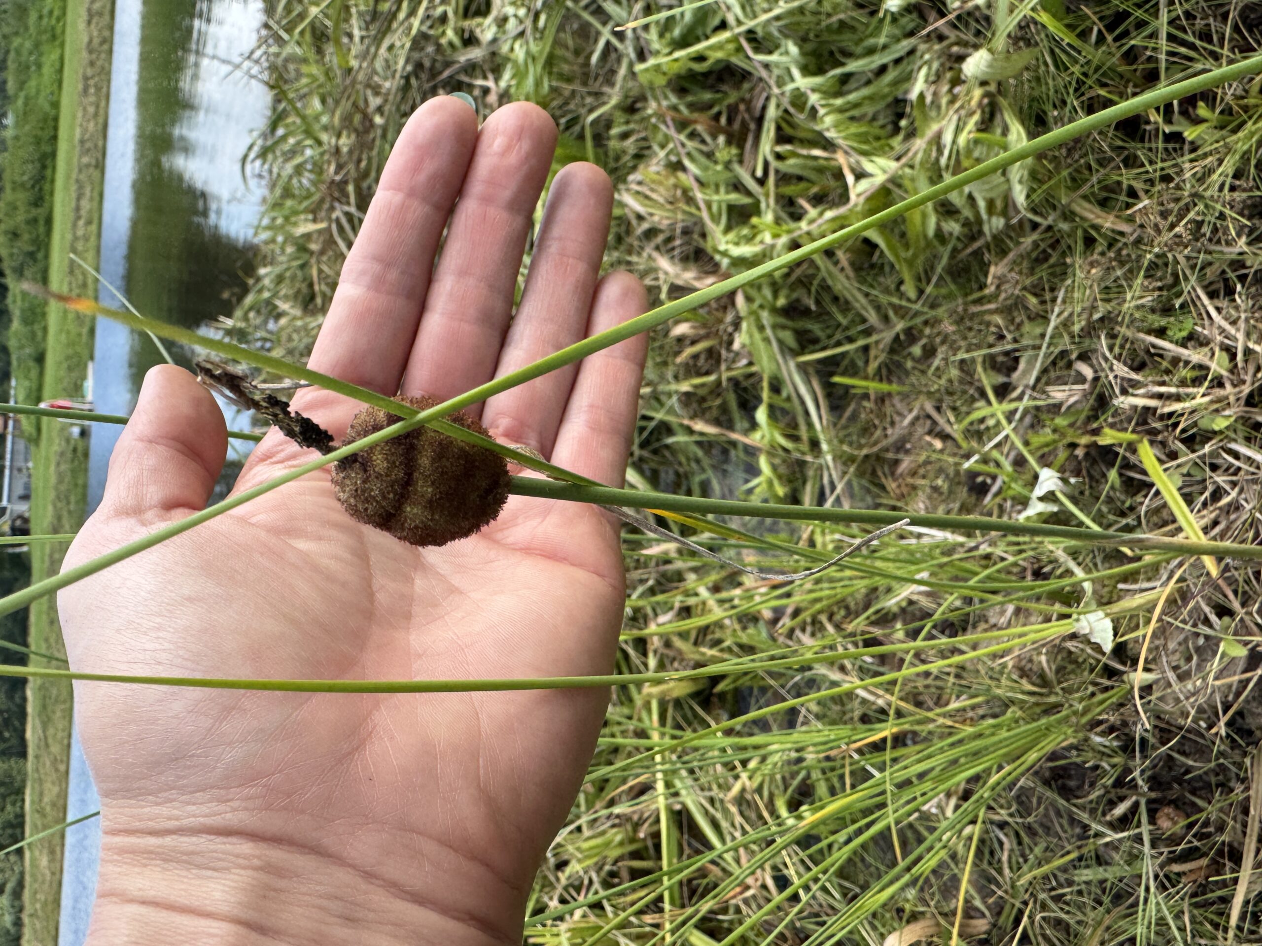 Hundinui mini (Typha minima)