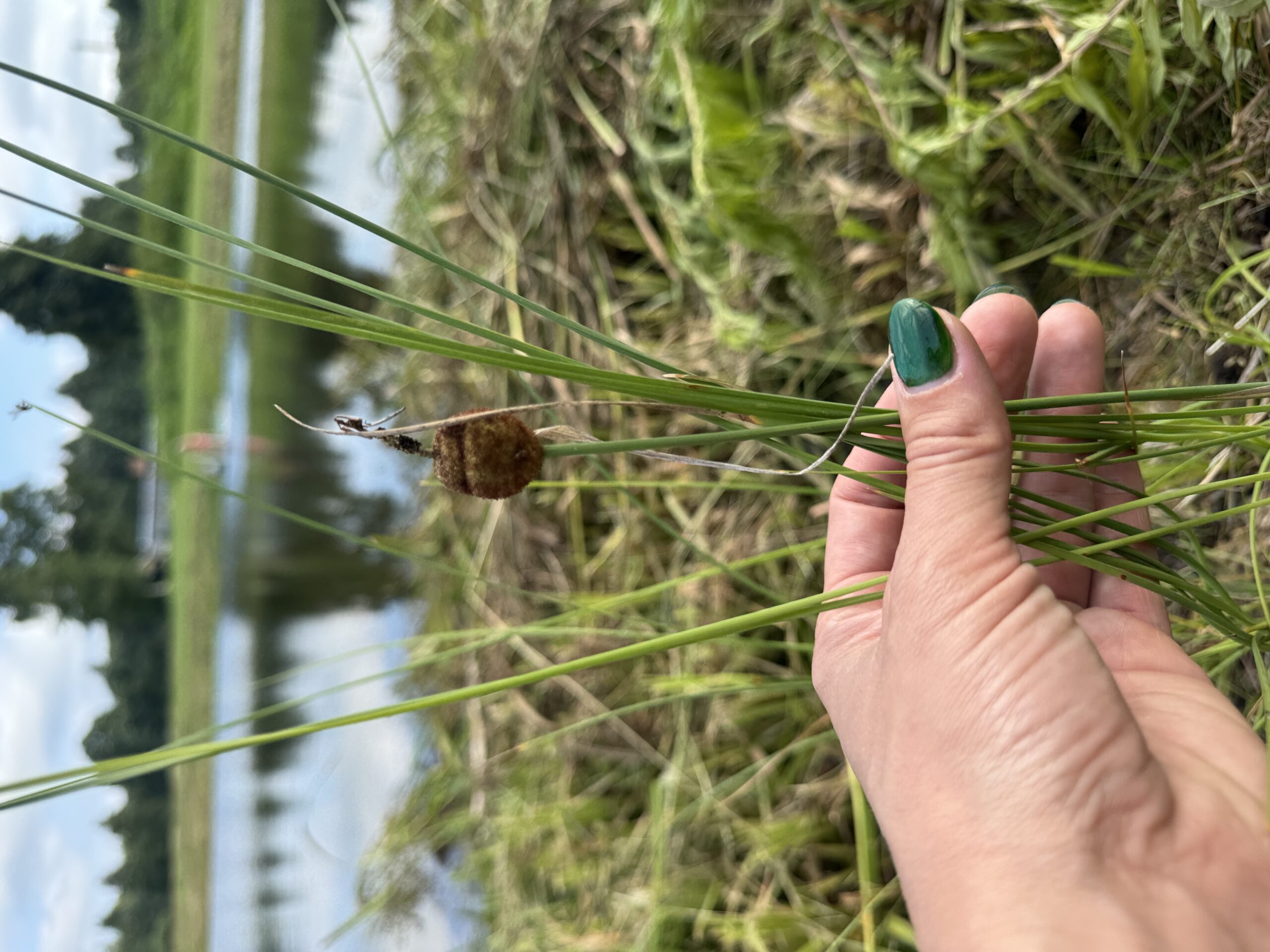 Hundinui mini (Typha minima)