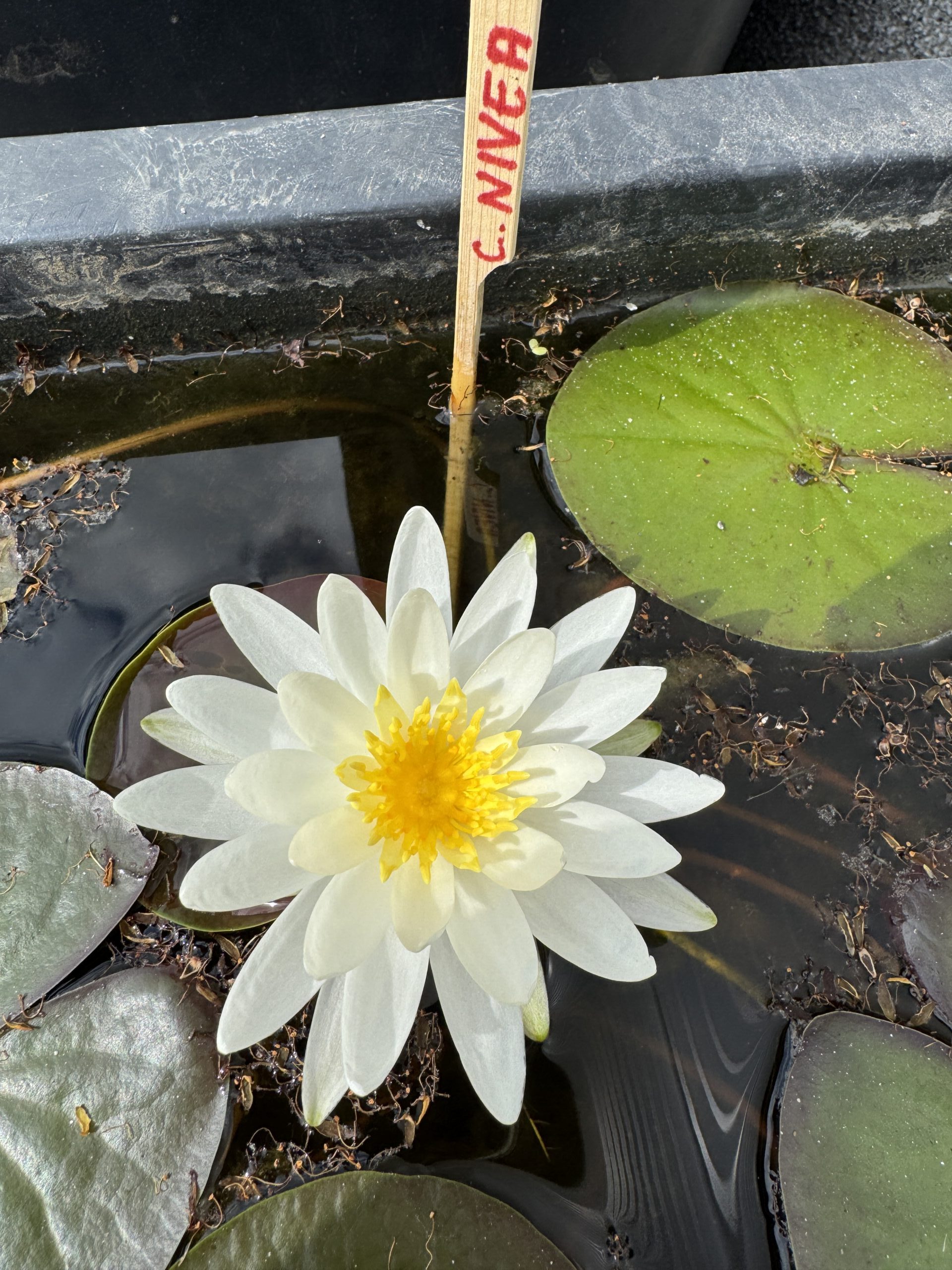 Vesiroos Caroliniana Nivea