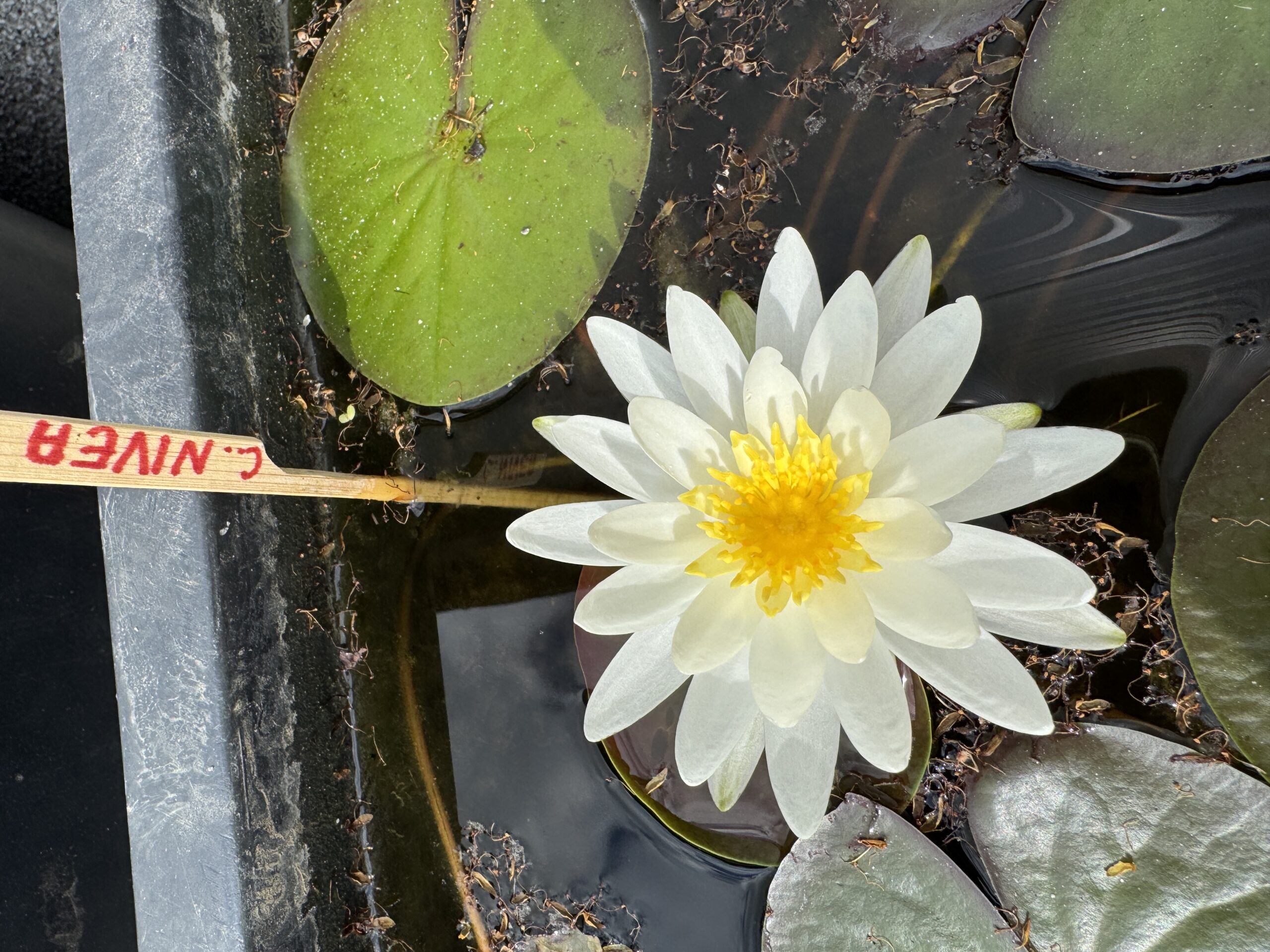 Vesiroos Caroliniana Nivea