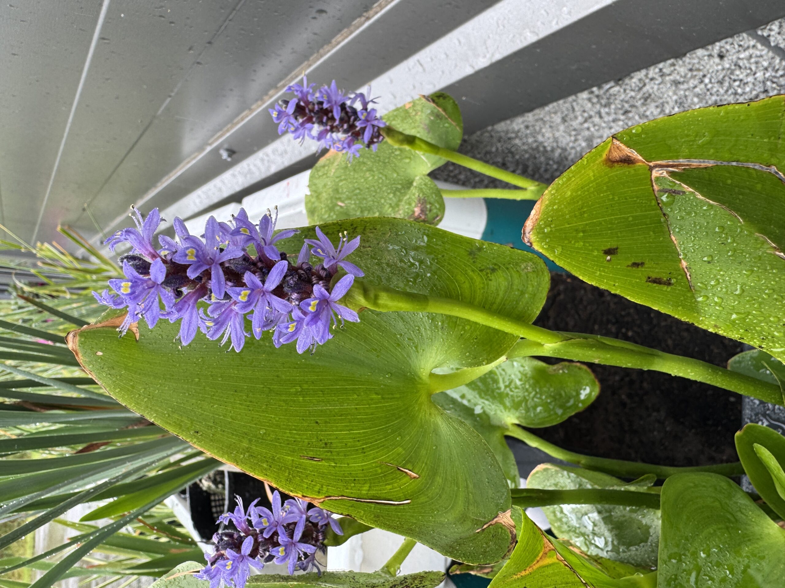 Südajas pontedeeria