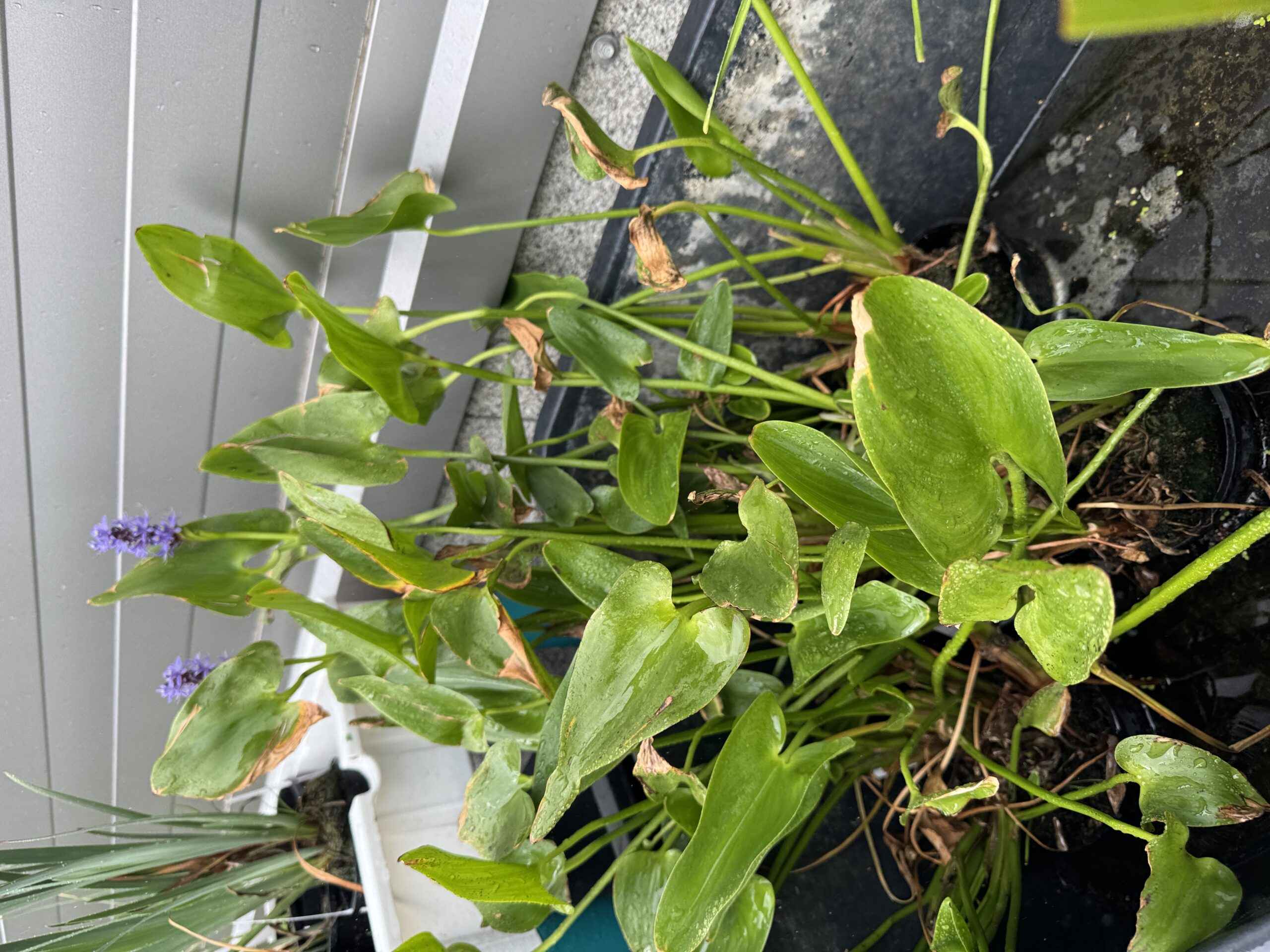 Südajas pontedeeria