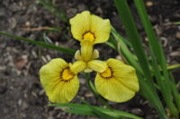 Iiris x pseudata Chance Beauty