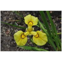 Iiris x pseudata Chance Beauty