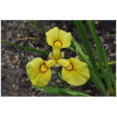 Iiris x pseudata Chance Beauty