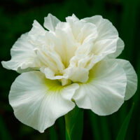 Siberi iiris Moon Dazzle (I. sibirica)