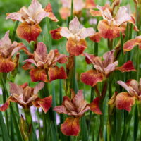 Siberi iiris Paprikash (I. sibirica)