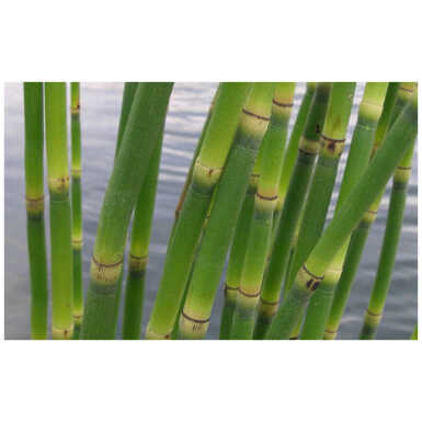 Raudosi