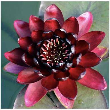 Vesiroos Black Princess
