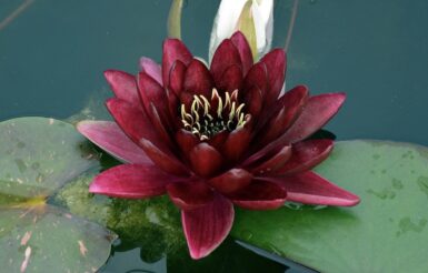 Nymphaea Black Princess