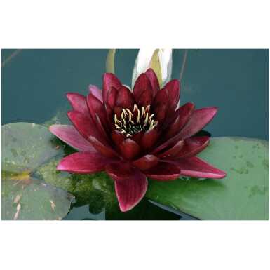 Vesiroos Black Princess