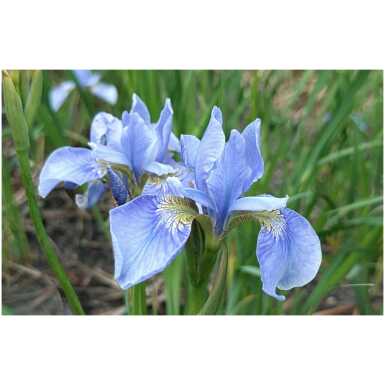 Iiris Soft Blue