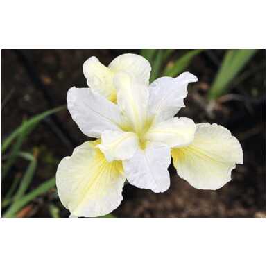 Iiris Butter and Sugar
