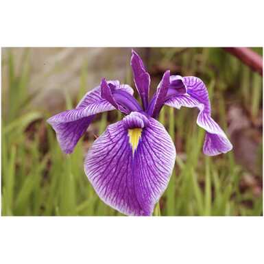 Iiris sibirica Hubbard