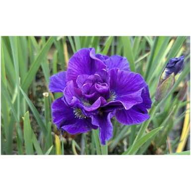 Iiris Concord Crush