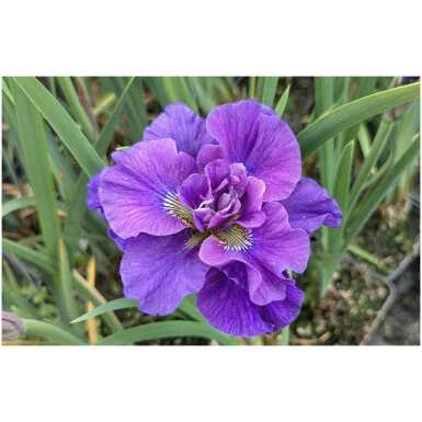 Iiris Concord Crush