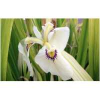 Iiris x pseudata Cat’s Eye