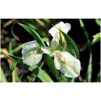 Kollane võhumõõk Creme de la Creme (Iris pseudacorus)