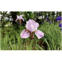 Siberi iris Pink Haze (I. sibirica)