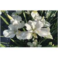 Siberi iiris Dreaming Green (I. sibirica)