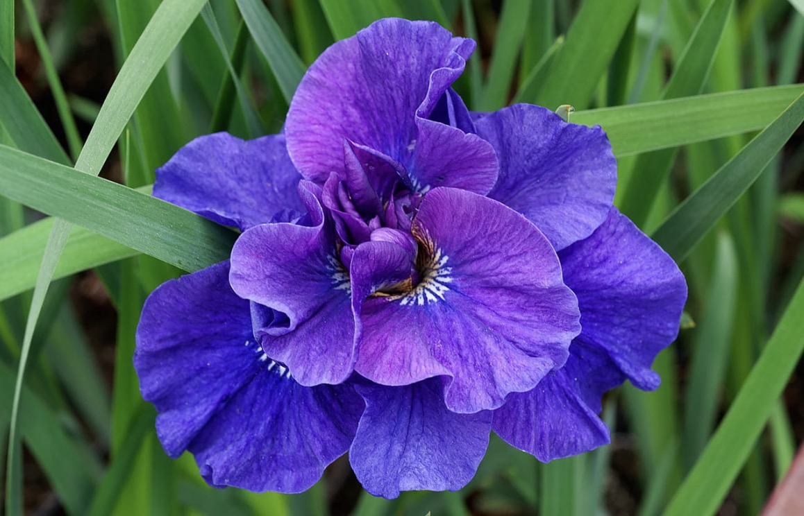 Siberi iiris Kaboom (Iris sibirica)