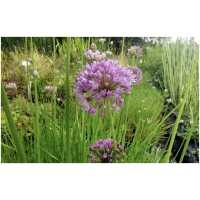 Sooküüslauk (Allium palustris)