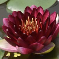 Vesiroos Perry's Deepest Red