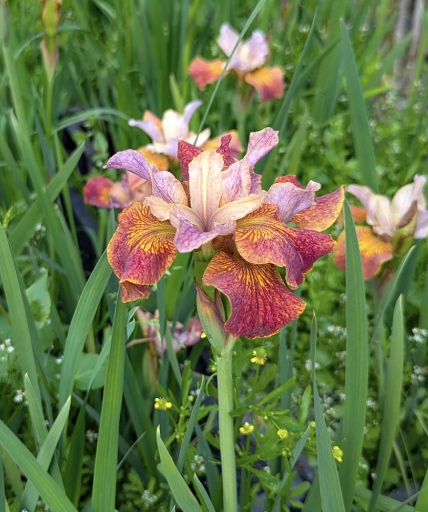 Siberi iiris Paprikash (I. sibirica)