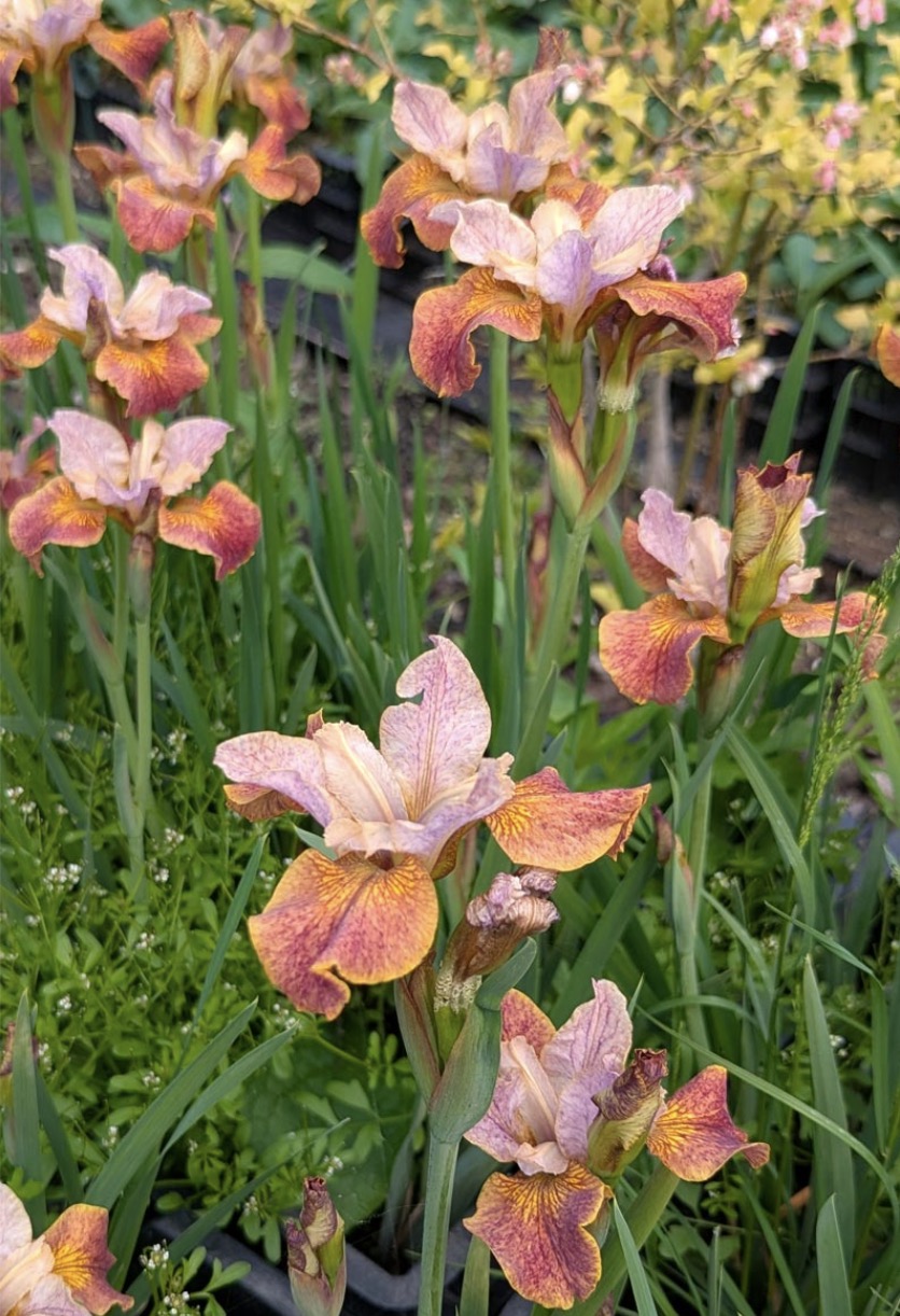 Siberi iiris Paprikash (I. sibirica)