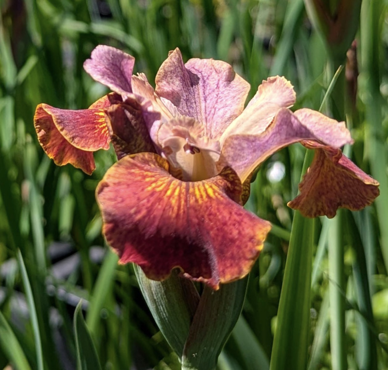 Siberi iiris Paprikash (I. sibirica)