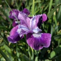 Siberi iiris Lady Vanessa