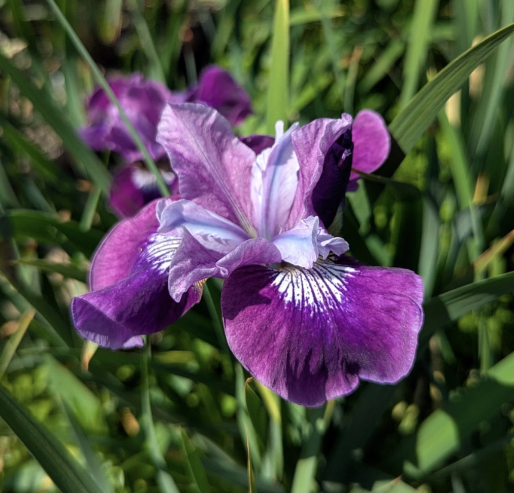 Siberi iiris Lady Vanessa