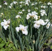 Siberi iiris Not Quite White