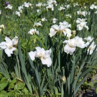 Siberi iiris Not Quite White