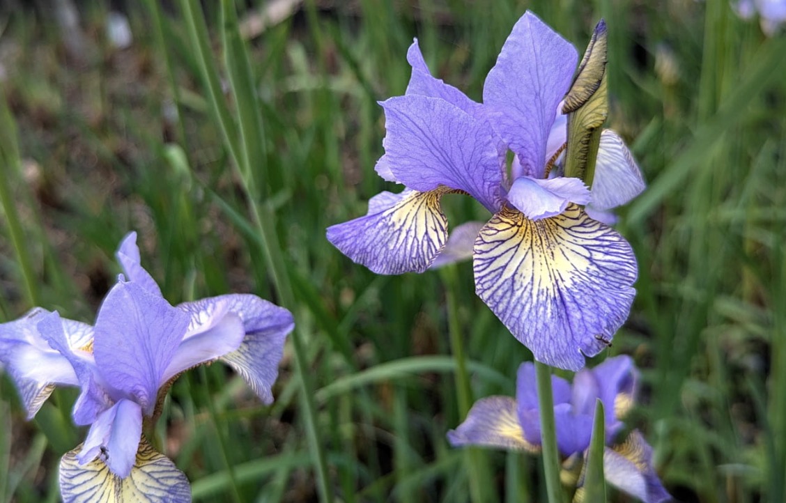 Siberi iiris Shaker's Prayer