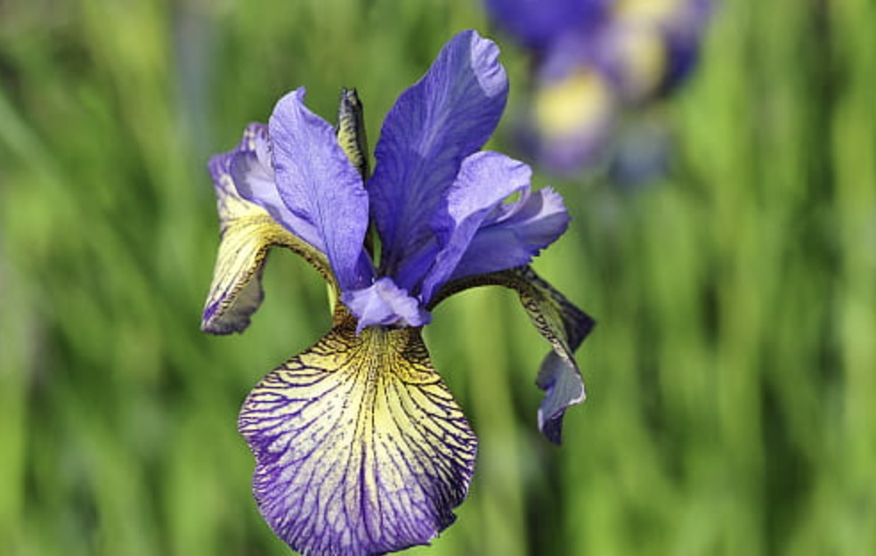 Siberi iiris Shaker's Prayer