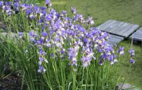 Siberi iiris Shaker's Prayer