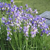 Siberi iiris Shaker's Prayer