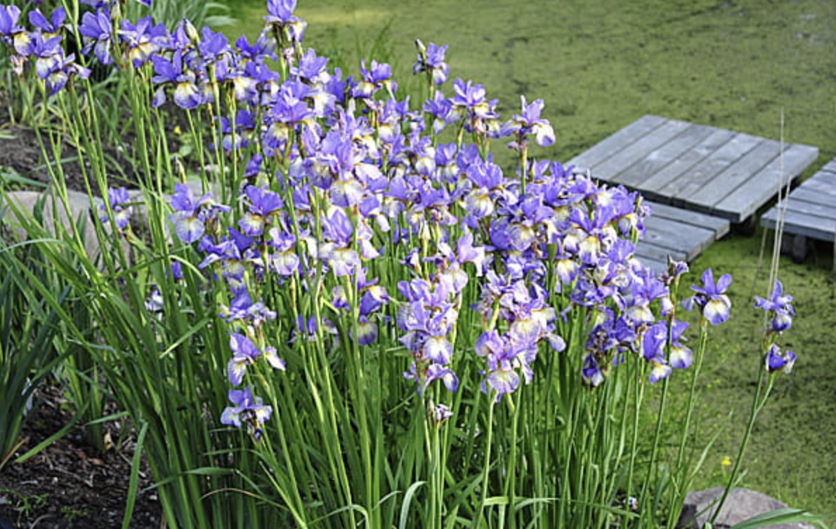 Siberi iiris Shaker's Prayer