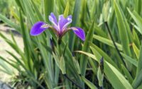 Siberi iiris Dark Aura