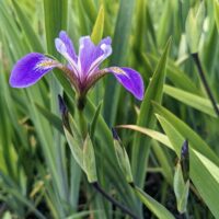 Siberi iiris Dark Aura