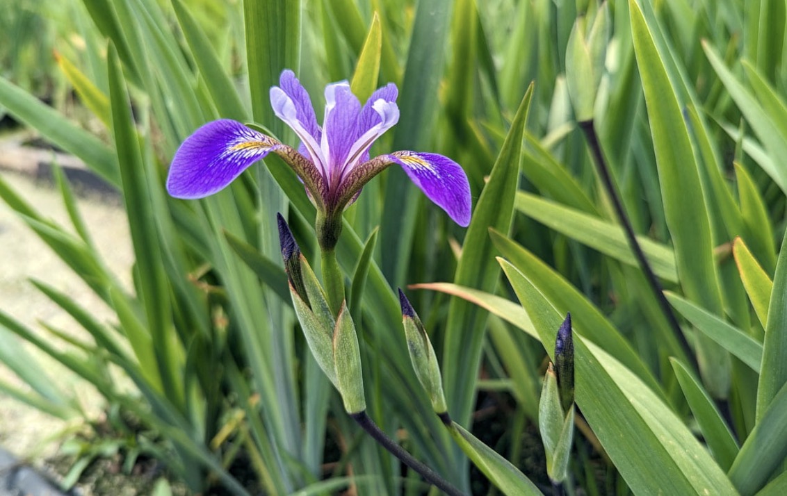 Siberi iiris Dark Aura