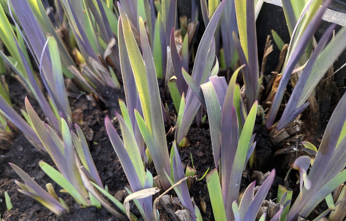 Siberi iiris Dark Aura