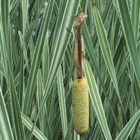 Kirju laialehine hundinui (Typha angustifolia L. Variegata)