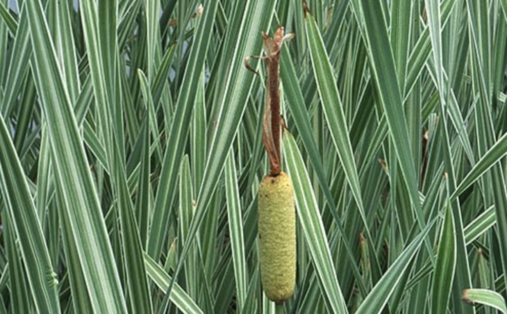 Kirju laialehine hundinui (Typha angustifolia L. Variegata)