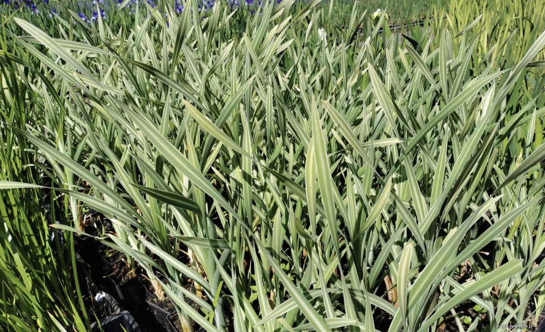 Kirju laialehine hundinui (Typha angustifolia L. Variegata)